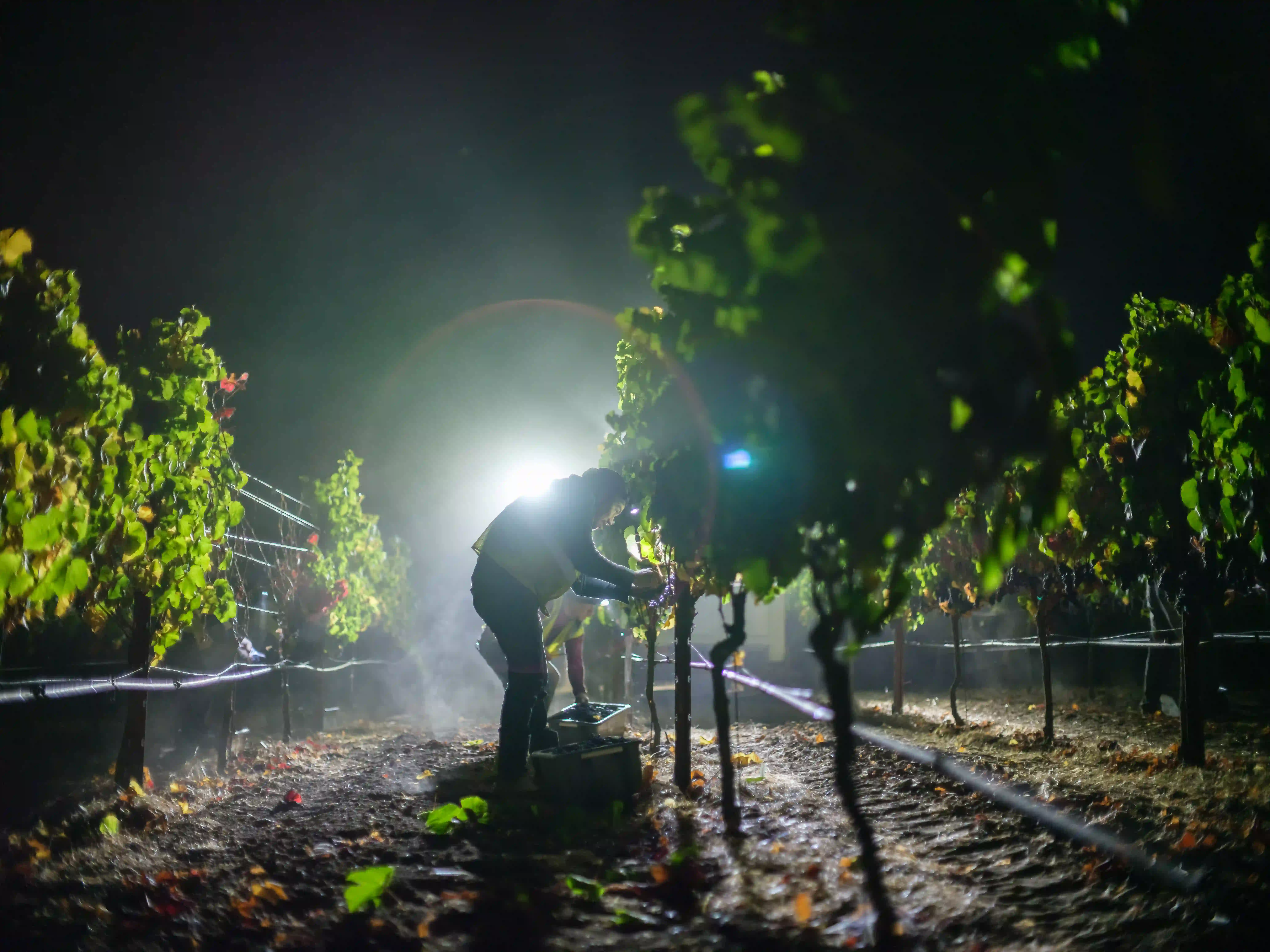 Cinematic night documentation of a vineyard worker in Carneros backlit by powerful work lights, creating a lens flare and illuminating ground mist during a Pinot Noir harvest, captured on GFX.