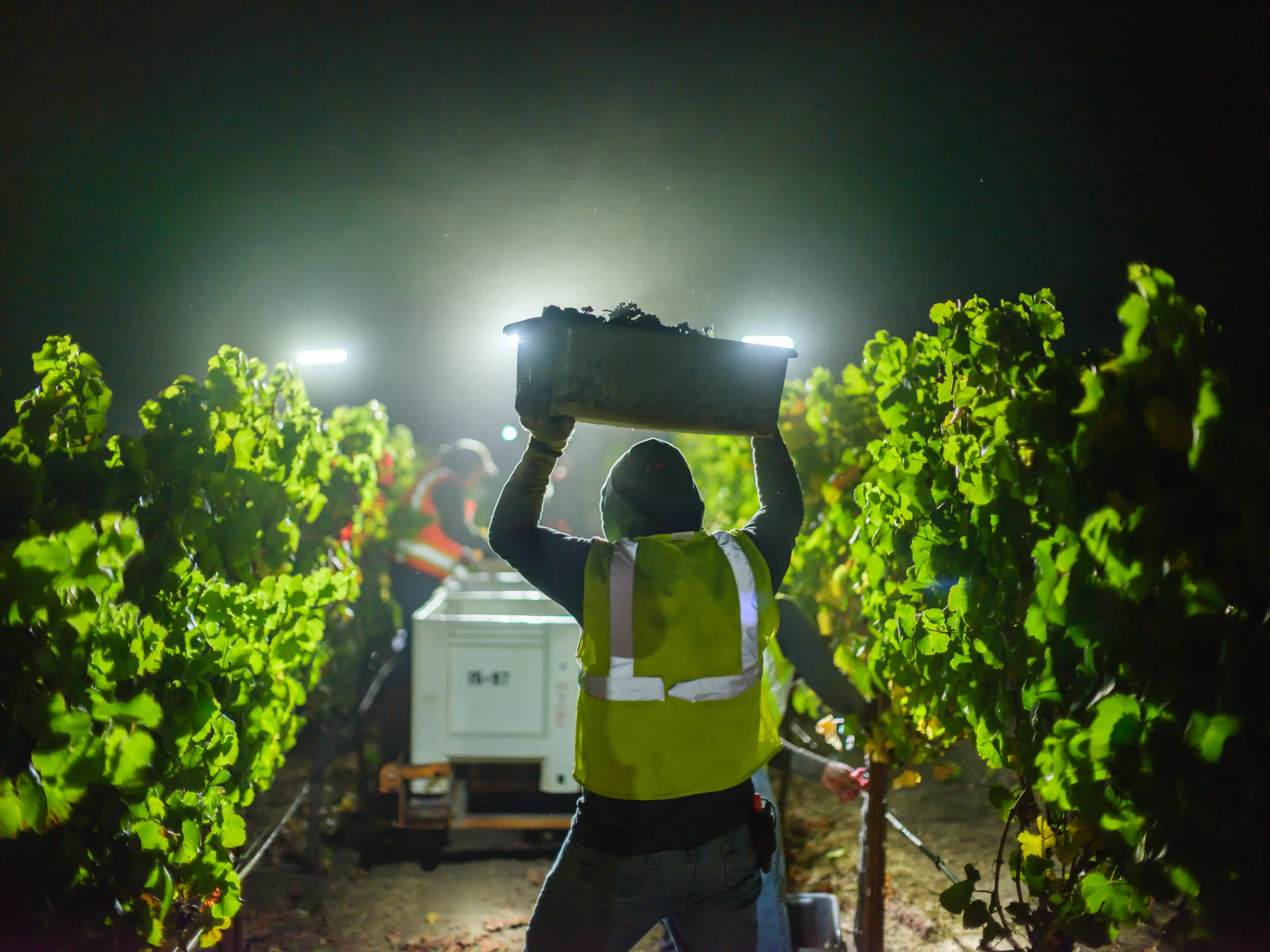 Atmospheric low-light documentation of a worker carrying a harvest bin overhead between vineyard rows at night, backlighting provided by industrial work lights, captured on GFX medium format.