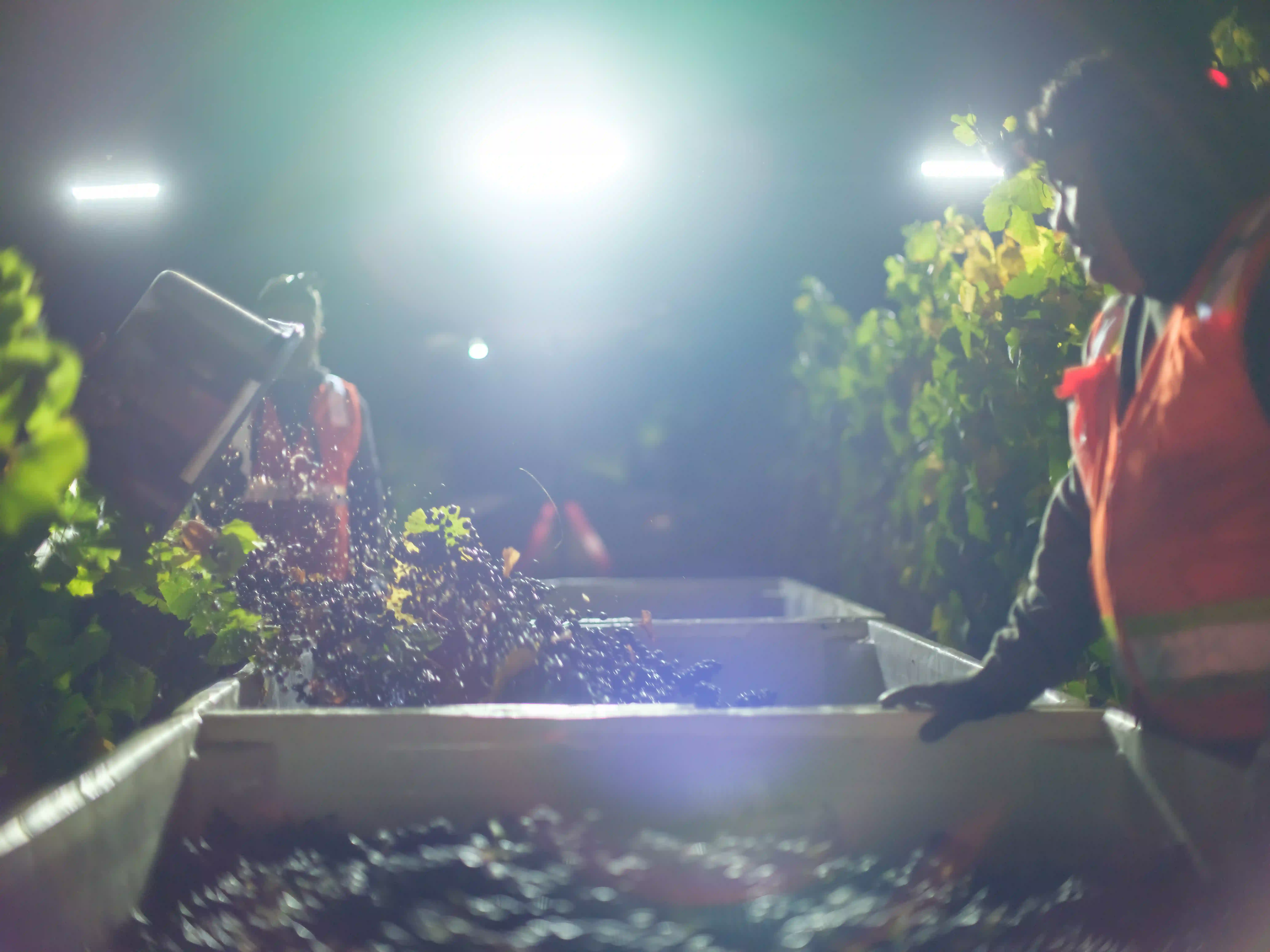 Action documentation of a night pinot noir harvest in Carneros featuring workers pouring grape clusters into bins under bright industrial work lights, captured with GFX medium format.